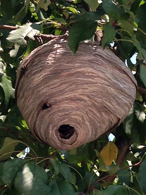 wasps near me nest